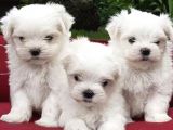 Maltese Mini Boy Yavrular