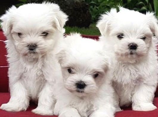 Maltese Mini Boy Yavrular