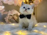Ocean Blue Eyes Bri̇ti̇sh Shorthai̇r Lynx Poi̇nt