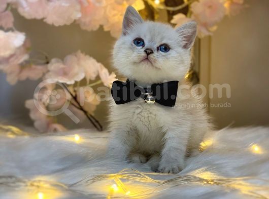 Ocean Blue Eyes Bri̇ti̇sh Shorthai̇r Lynx Poi̇nt görsel