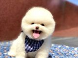 Pomeranian Boo Teddy Face Erkek Yavrumuz
