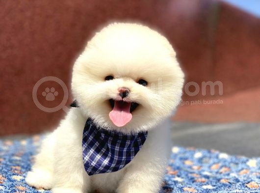 Pomeranian Boo Teddy Face Erkek Yavrumuz görsel