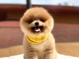 Pomeranian Boo Teddy Face Erkek Yavrumuz