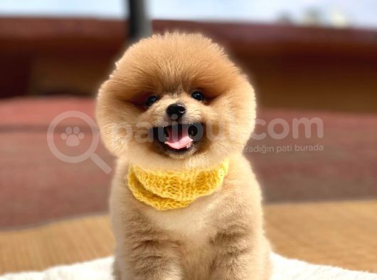 Pomeranian Boo Teddy Face Erkek Yavrumuz görsel