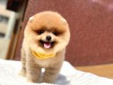 Pomeranian Boo Teddy Face Erkek Yavrumuz