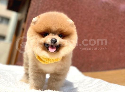 Pomeranian Boo Teddy Face Erkek Yavrumuz