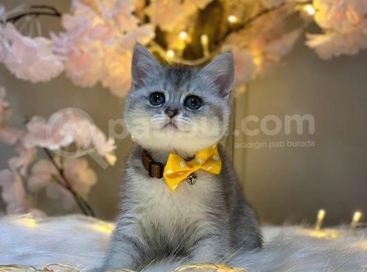 Orji̇nal Safkan Bri̇ti̇sh Shorthai̇r Si̇lver