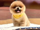 Pomeranian Boo Teddy Face Erkek Yavrumuz