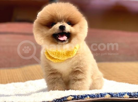 Pomeranian Boo Teddy Face Erkek Yavrumuz görsel