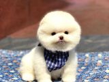 Pomeranian Boo Teddy Face Erkek Yavrumuz