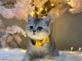 Orji̇nal Safkan Bri̇ti̇sh Shorthai̇r Si̇lver