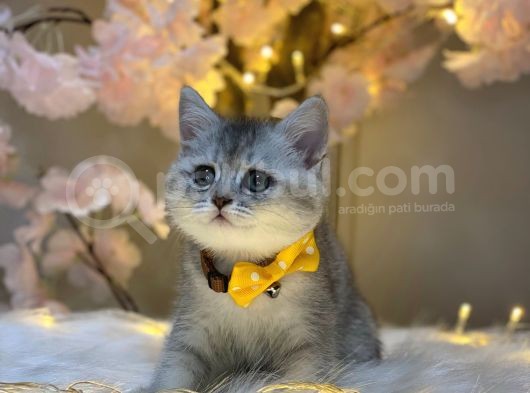 Orji̇nal Safkan Bri̇ti̇sh Shorthai̇r Si̇lver görsel