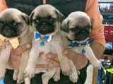 Pug Mops Kusursuz Anatomi