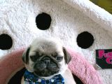 Pug Mops Kusursuz Anatomi
