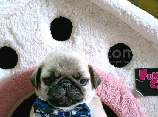 Pug Mops Kusursuz Anatomi görsel