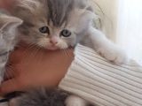 Scootish Fold Uzun Tüylü Erkek Yavru 2 Aylık