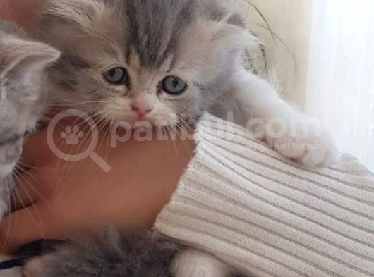 Scootish Fold Uzun Tüylü Erkek Yavru 2 Aylık