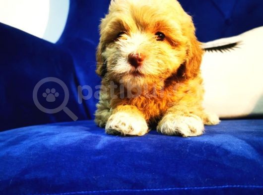 Küçük Maltipoo Kızım
