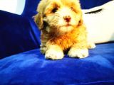 Küçük Maltipoo Kızım
