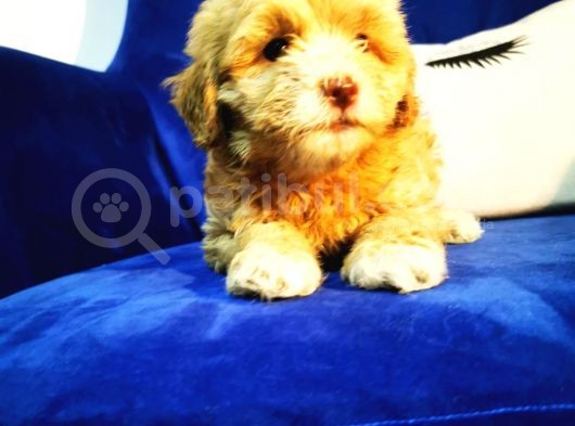 Küçük Maltipoo Kızım görsel