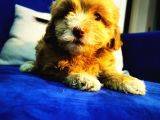 Küçük Maltipoo Kızım