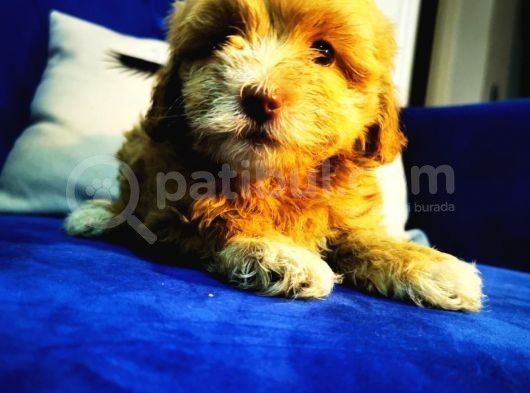 Küçük Maltipoo Kızım görsel