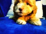 Küçük Maltipoo Kızım