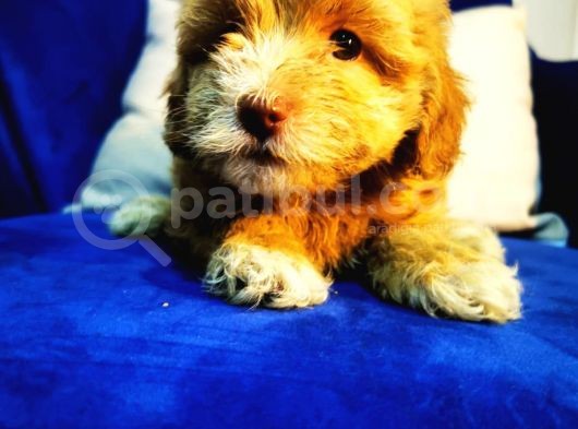 Küçük Maltipoo Kızım görsel