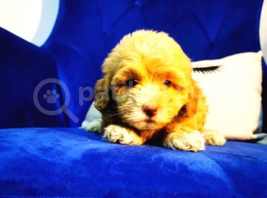 Küçük Maltipoo Kızım görsel