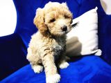 F1 Maltipoo Bebeklerim