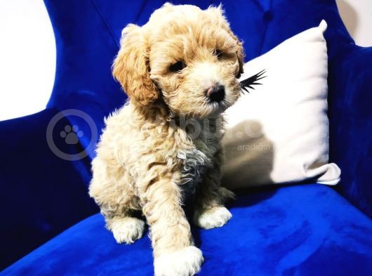 F1 Maltipoo Bebeklerim görsel