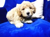F1 Maltipoo Bebeklerim