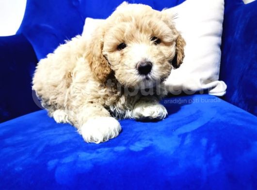 F1 Maltipoo Bebeklerim görsel