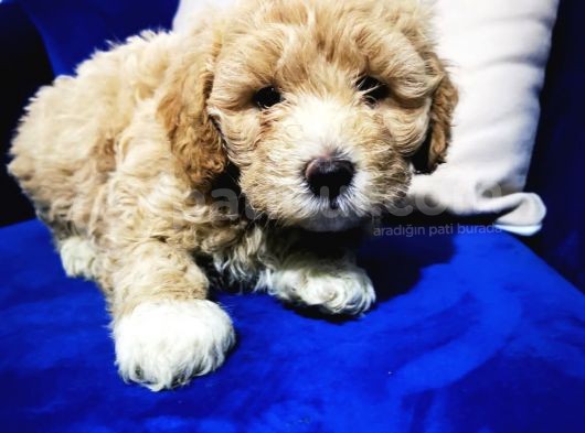 F1 Maltipoo Bebeklerim