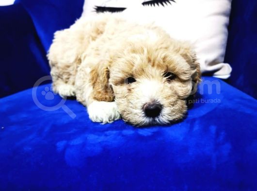 F1 Maltipoo Bebeklerim görsel
