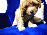 F1 Maltipoo Bebeklerim