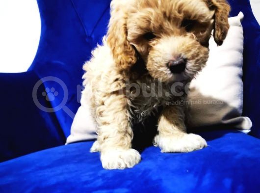 F1 Maltipoo Bebeklerim görsel