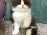 Full Secereli British Shorthair Ve Longhair Yavrular