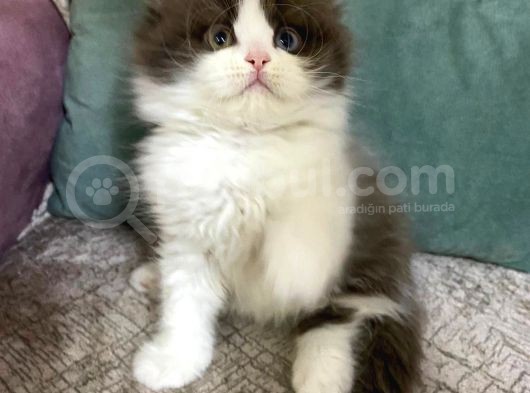 Full Secereli British Shorthair Ve Longhair Yavrular görsel