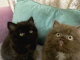 Full Secereli British Shorthair Ve Longhair Yavrular