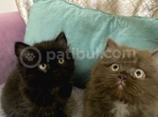 Full Secereli British Shorthair Ve Longhair Yavrular görsel