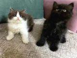 Full Secereli British Shorthair Ve Longhair Yavrular