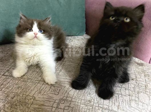 Full Secereli British Shorthair Ve Longhair Yavrular görsel