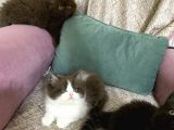 Full Secereli British Shorthair Ve Longhair Yavrular