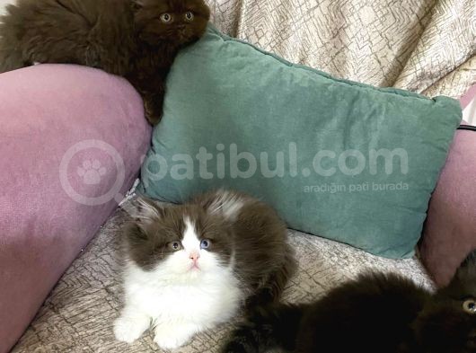 Full Secereli British Shorthair Ve Longhair Yavrular
