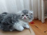Scootish Fold Uzun Tüylü Erkek Yavru 2 Aylık