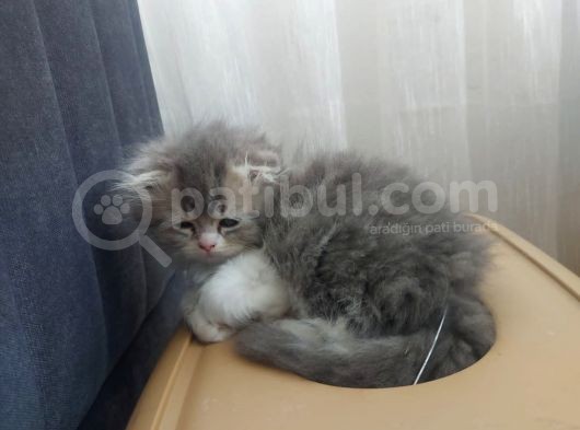 Scootish Fold Uzun Tüylü Erkek Yavru 2 Aylık görsel