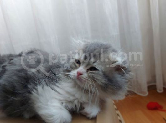 Scootish Fold Uzun Tüylü Erkek Yavru 2 Aylık görsel