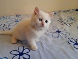 5 Kedi Hepside Erkek