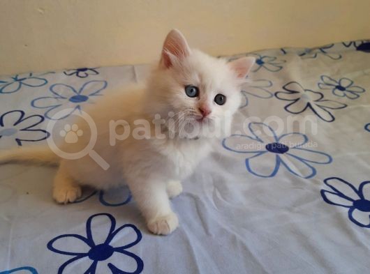 5 Kedi Hepside Erkek görsel